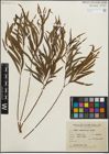 Foto von Salix humboldtiana Willd.